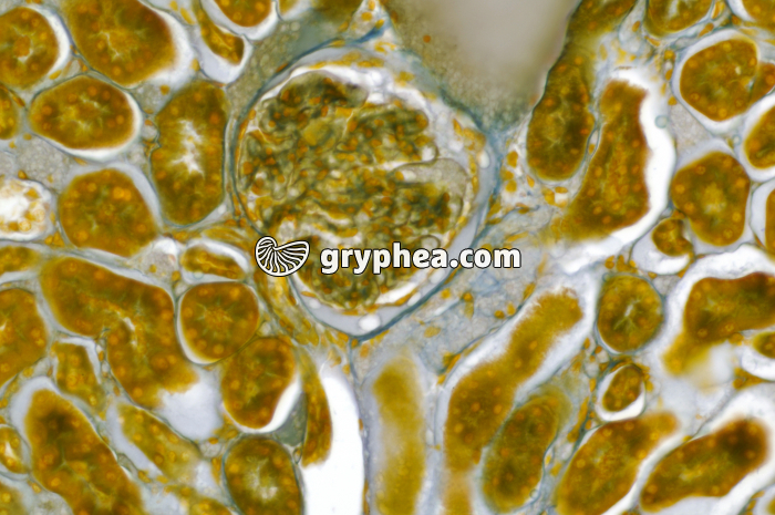 Glomérule rein (Rat, Mallory) x100 - gryphea.com